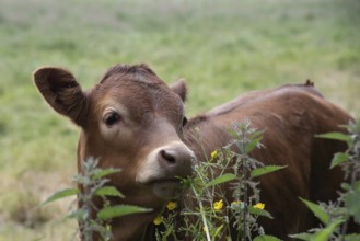 Cow domestic animals in a farmland outdoor. England United Kingdom