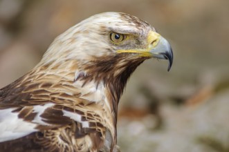 Portrait of the Iberian imperial eagle backgroud