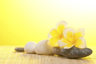 Leelawadee flower and pebbles on bamboo background under warm sunshine
