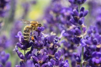 The bee pollinates the lavender flowers