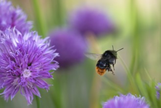 Bumblebee collecting nectar from chives plant blossom. Chives are a commonly used herb for culinary