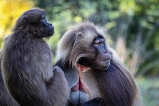 Family of gelada baboons (Theropithecus gelada)