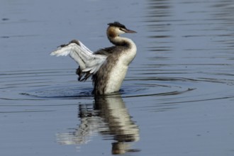 Great crested grebe adult bird with open wings swimming in water with reflection on the right