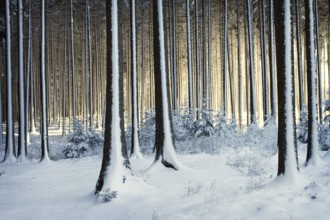 Snowy trees in the winter forest