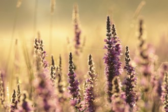 Loosestrife, Lythrum salicaria on a meadow at dawn