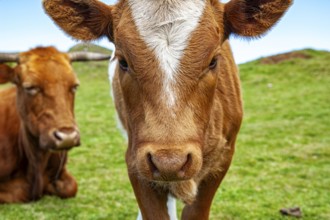 Close-up of a cow head