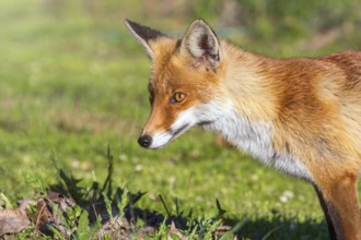 Red Fox Close up Portrait (Vulpes vulpes)