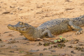 Caiman (Caimaninae), Crocodile (Alligatoridae), crocodile (Crocodylia), close-up view, Pantanal,