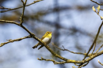 Wood Warbler singing in the spring