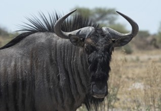 Blue wildebeest in Nxai-Pan-National Park, Botswana, Africa