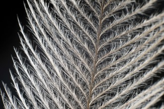 Elegant Feather on black Extreme Close up Detail. Extreme macro feather. Fluffy feather