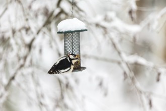 Great Spotted Woodpecker sitting on a bird feeder