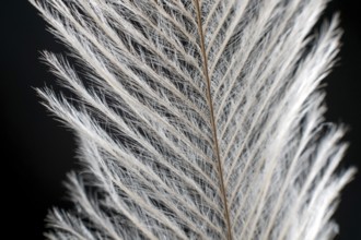 Elegant Feather on black Extreme Close up Detail. Extreme macro feather. Fluffy feather