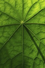 Leaf surface, structure of a nasturtium