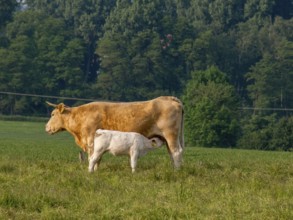 A cow and a calf on a green pasture, surrounded by lush trees and natural landscape, borken,