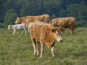 Cows standing and grazing on a green pasture, surrounded by trees, borken, münsterland, germany