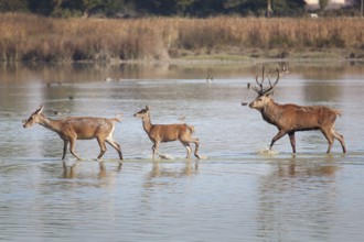 Deers in Salburua, Vitoria, Alava, Spain, Europe