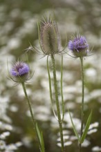 Wild teasel, Dipsacus fullonum, Fuller's teasel