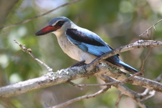 Senegal Kingfisher, Woodland Kingfisher
