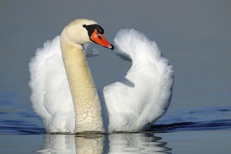 Mute swan, Cygnus olor, courtship display, swimming
