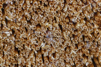 Processing of reed for thatching