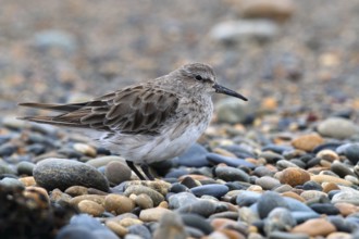 Baird's Sandpiper, Calidris bairdii, Patagonia, Argentina, South America
