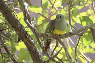 Waala Green Pigeon, Treron waalia, Oman, Asia