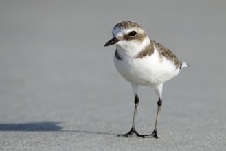 Mongolian Plover, Charadrius mongolus, Oman, Asia