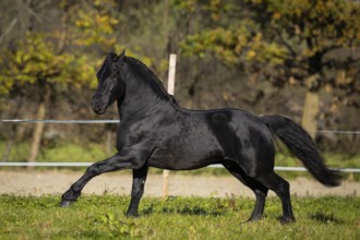 Friesian stallion in the pasture in autumn