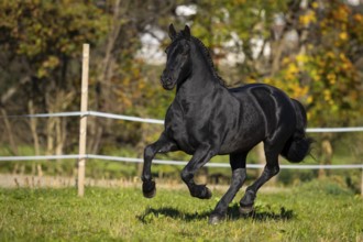 Friesian stallion in the pasture in autumn