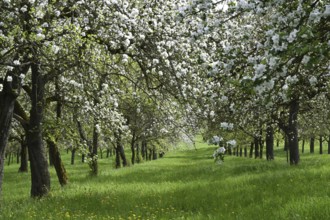 Apple tree blossom, apple tree (Malus domestica), Germany, Bavaria, Lower Franconia, Europe