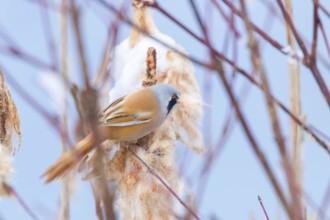 Cute little bird, Bearded tit, male Bearded reedling (panurus biarmicus)