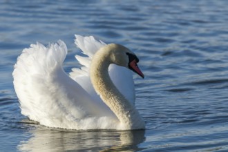 Male Mute Swan Swimming