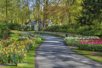 Flowerbed in Keukenhof garden in springtime, Netherlands