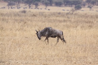 Lone wildebeest searches for food in dry savannah