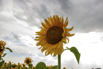 Sunflowers on a background of cloudy sky