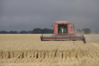 TIMARU, NEW ZEALAND, CIRCA FEBRUARY 2010: Farmers harvest a crop of wheat, South Canterbury, New