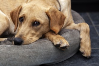 Blonde Labrador retriever dog portrait.