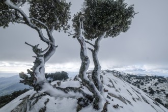 Lonely tree on the ridge, Puig des Coll des Jou, 1052 meters, Orient valley, Mallorca, Balearic