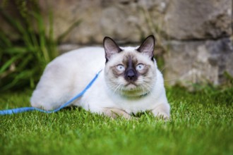 Close-up of an adult Mekong Bobtail cat posing on green grass outside. A cat walks on a green lawn