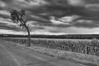 On the empty road between fields before harvesting at dramatic sunset, Czech Republic, Europe