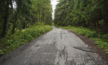 Worn asphalt forest road, trees and grass on both sides, Pribylina, Slovakia, Europe
