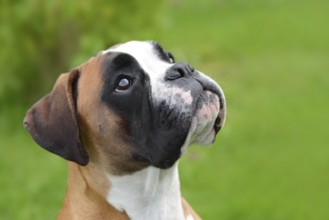 Boxer 336
