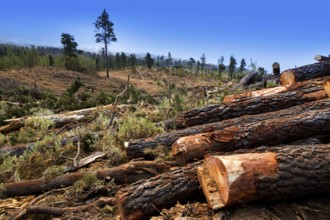 Pine tree felled for timber industry in Orotava Tenerife