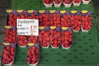Raspberries (Rubus idaeus), in cardboard trays, Kempten, Allgäu, Bavaria, Germany, Europe