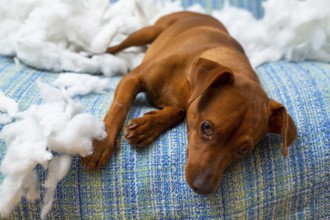 Naughty playful puppy dog after biting a pillow tired of hard work