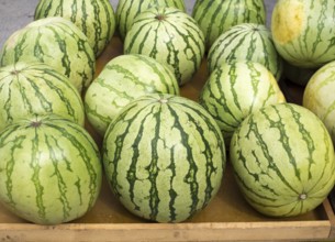 Big watermelon market display in a row delicious summer fruits