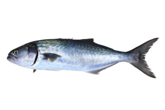 Bluefish fish Pomatomus Saltatrix Jack isolated on white