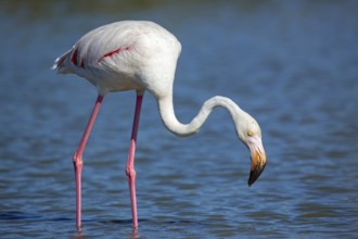 Pink flamingo, Phoenicopterus roseus, Camargue, France, Europe