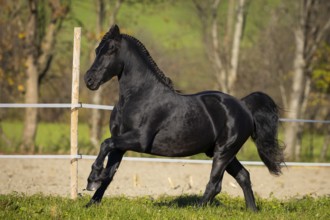 Friesian stallion in the pasture in autumn